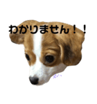 わんこ3兄弟 ゆるーい（個別スタンプ：8）