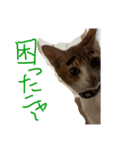 イタズラ坊やのビビ（個別スタンプ：5）