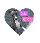 わんこの日常編（個別スタンプ：4）