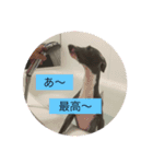 わんこの日常編（個別スタンプ：5）
