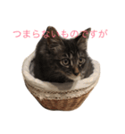 楓5（個別スタンプ：1）