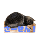 楓5（個別スタンプ：4）