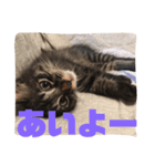 楓5（個別スタンプ：5）