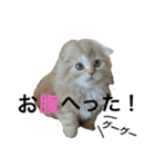 目つきわるいよスコッチくん（個別スタンプ：1）