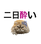 目つきわるいよスコッチくん（個別スタンプ：11）
