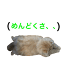 目つきわるいよスコッチくん（個別スタンプ：13）