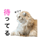 目つきわるいよスコッチくん（個別スタンプ：22）