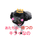いぬのスタンプ3（個別スタンプ：6）