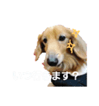 いぬのスタンプ3（個別スタンプ：7）