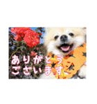 いぬのスタンプ3（個別スタンプ：9）
