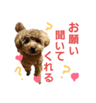 いぬのスタンプ3（個別スタンプ：12）