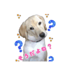 いぬのスタンプ3（個別スタンプ：16）