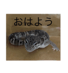 レオパライフ（個別スタンプ：1）