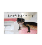 レオパライフ（個別スタンプ：3）
