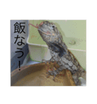 レオパライフ（個別スタンプ：5）