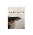 レオパライフ（個別スタンプ：6）