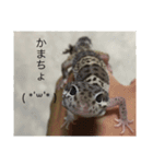レオパライフ（個別スタンプ：8）