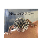 レオパライフ（個別スタンプ：9）