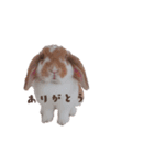 うさぎのミルク②（個別スタンプ：3）
