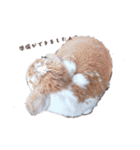 うさぎのミルク②（個別スタンプ：5）