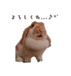うさぎのミルク②（個別スタンプ：7）