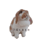 うさぎのミルク②（個別スタンプ：11）