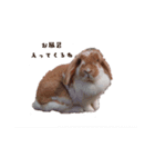 うさぎのミルク②（個別スタンプ：13）
