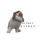 うさぎのミルク②（個別スタンプ：14）
