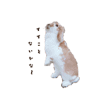 うさぎのミルク②（個別スタンプ：15）