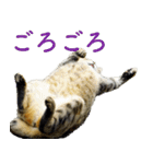 ちいきねこ3（個別スタンプ：2）