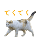 ちいきねこ3（個別スタンプ：3）