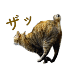 ちいきねこ3（個別スタンプ：4）