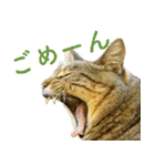 ちいきねこ3（個別スタンプ：6）