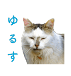 ちいきねこ3（個別スタンプ：7）