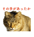 ちいきねこ3（個別スタンプ：8）