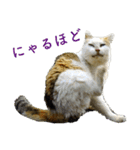 ちいきねこ3（個別スタンプ：9）
