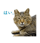 ちいきねこ3（個別スタンプ：10）
