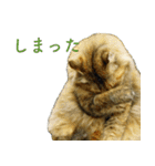 ちいきねこ3（個別スタンプ：11）