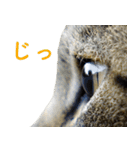 ちいきねこ3（個別スタンプ：13）