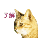 ちいきねこ3（個別スタンプ：14）