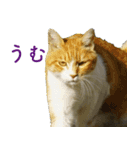 ちいきねこ3（個別スタンプ：15）