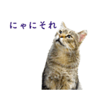 ちいきねこ3（個別スタンプ：16）