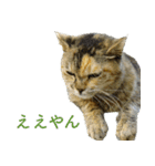 ちいきねこ3（個別スタンプ：17）