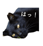ちいきねこ3（個別スタンプ：19）