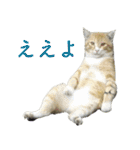 ちいきねこ3（個別スタンプ：22）