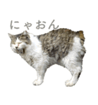 ちいきねこ3（個別スタンプ：23）