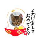 ネコ新年（個別スタンプ：1）
