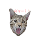 ネコ新年（個別スタンプ：5）