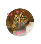チャイの平和な？日常（個別スタンプ：2）