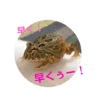 チャイの平和な？日常（個別スタンプ：5）